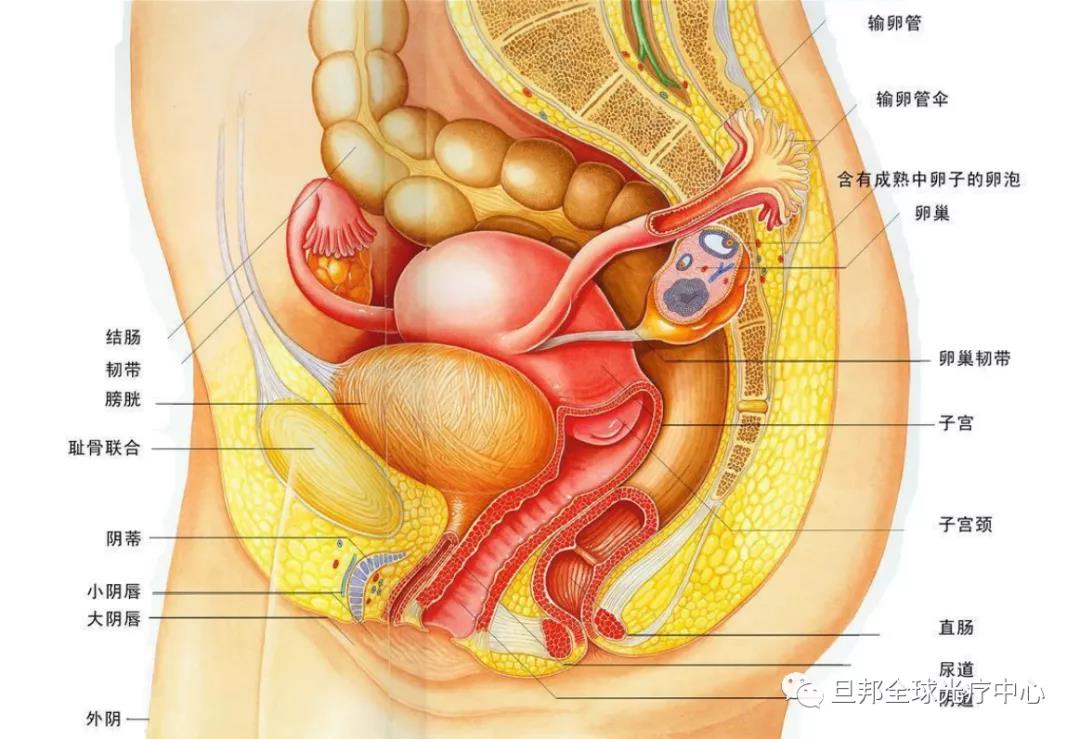 暖宮對(duì)女人有多重要？暖宮法寶臍光寶(圖3)